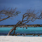 Aruba 2010 (35).jpg