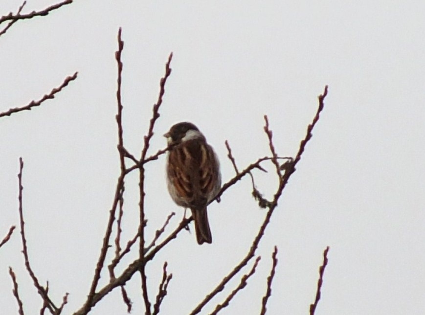 [reed%2520bunting%255B4%255D.jpg]