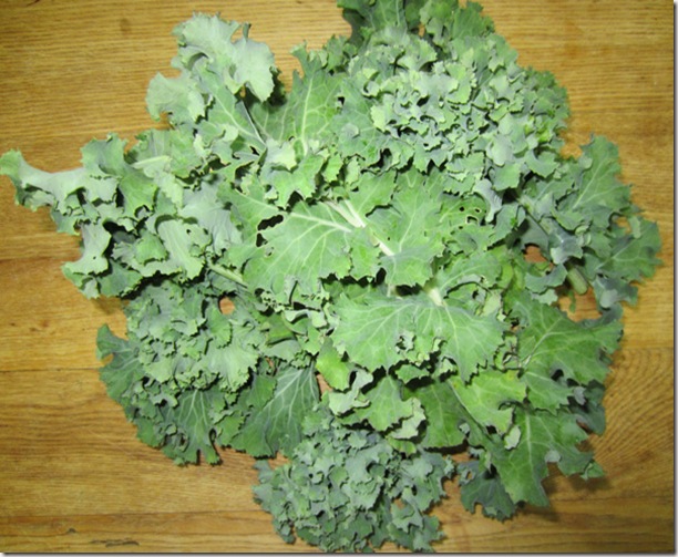 Beedy's Camden kale