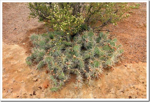 120803_CanyonDeChelly_JunctionOverlook_prickly-pear