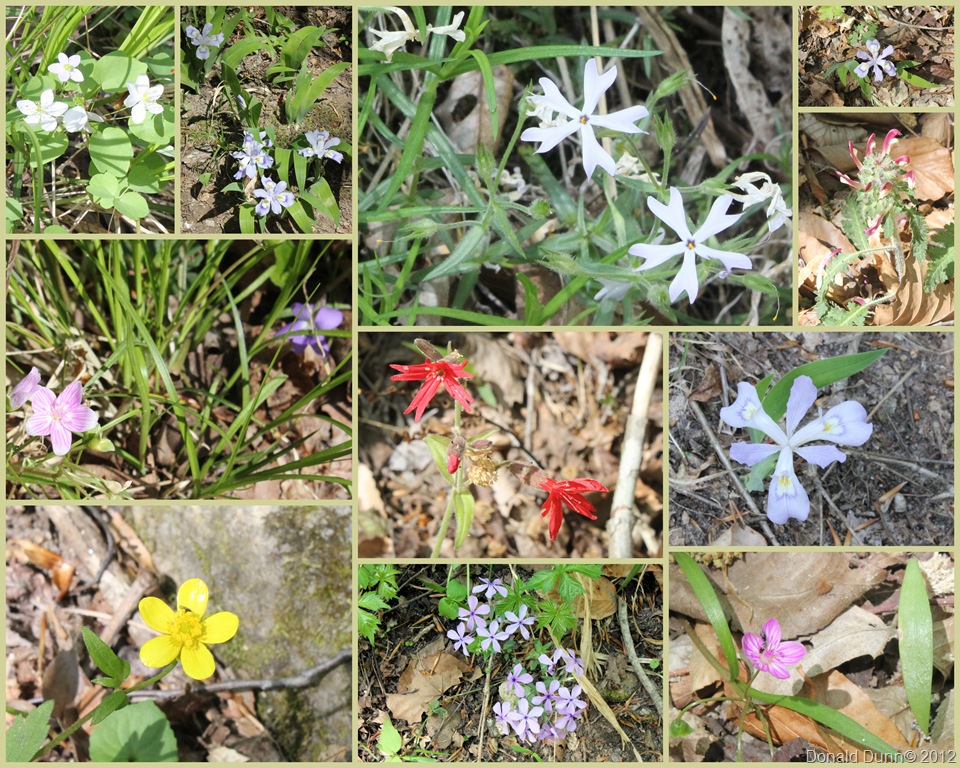 [2012-03-30%2520Buffalo%2520River%2520Flowers%2520Collage%255B7%255D.jpg]