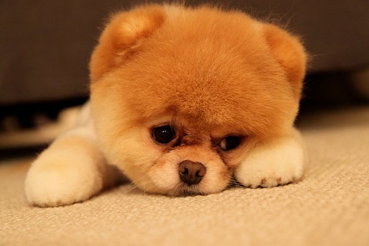 [animals-worried-face-32%255B2%255D.jpg]