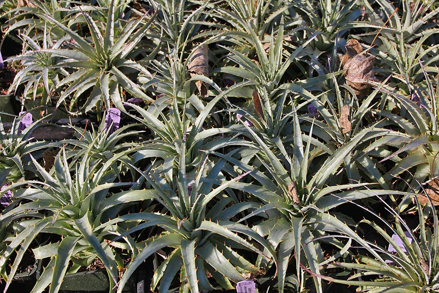 [110211_AnniesAnnuals_Puya-chilensis_03%255B6%255D.jpg]