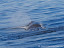 Sperm whale (Physeter macrocephalus)