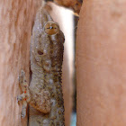 European common gecko