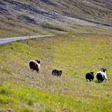 IMG_8225.jpg