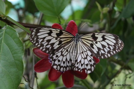 the flowers of baguio 8