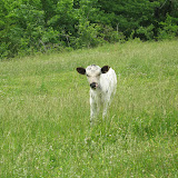 Cattle