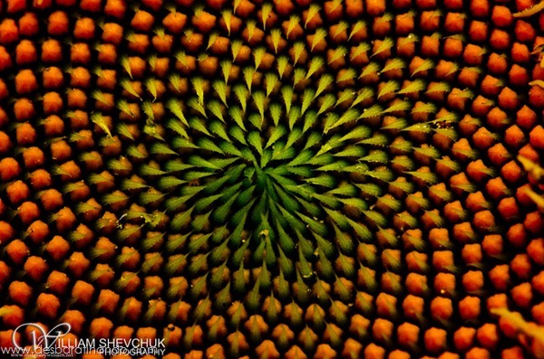 natureze-nature-padrao-pattern-desbaratinando (20) natureze-nature-padrao-pattern-desbaratinando (20)