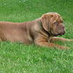 pics icy and puppies 3months.jpg 001.jpg