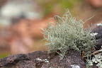 Lichen.jpg