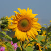 renwu_hanada_026.jpg