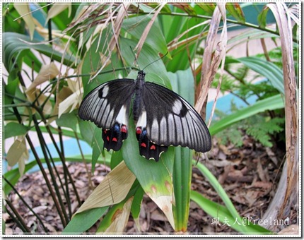wildlife2
