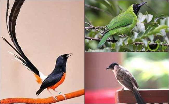 Blog S Eko Pambarep 10 Burung Kicau Terbaik Asli Dari Indonesia