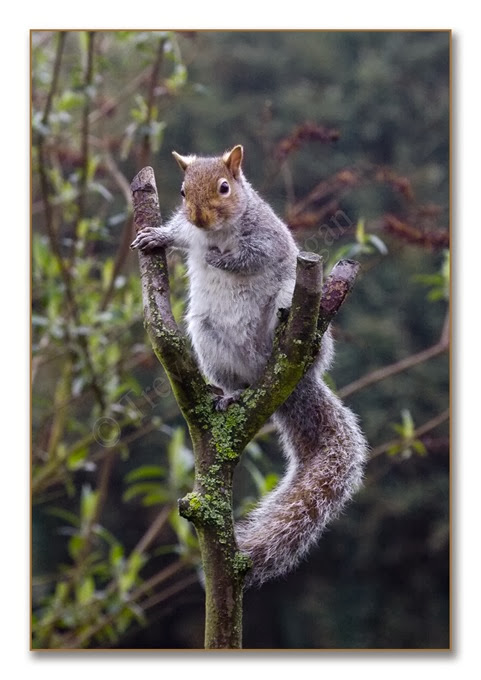 Boss Squirrel 1 Boss Squirrel 1