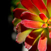 louw_fire_116.jpg