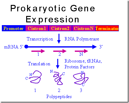 prokaryotic gene expression