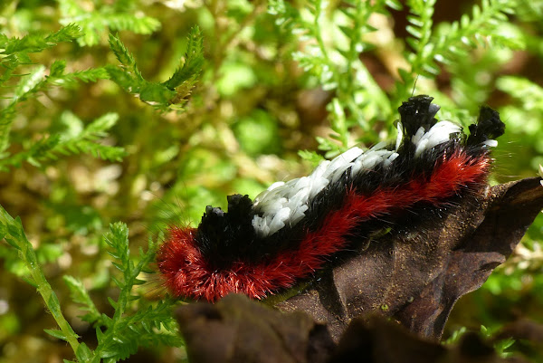 Shagcarpet caterpillar Project Noah