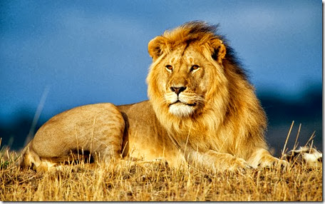 leon africano