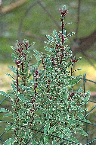 [Gaura_PassionateRainbow%255B4%255D.jpg]