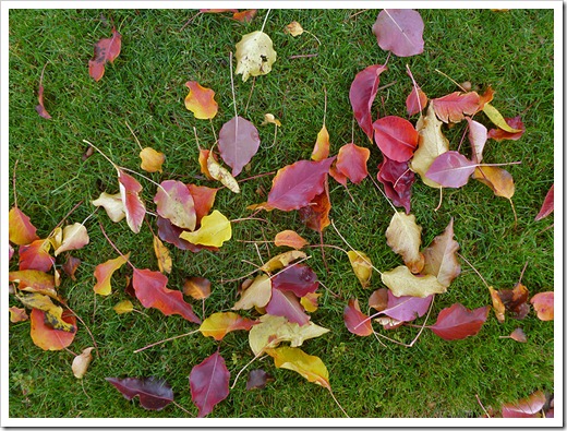 111121_leaves_on_lawn