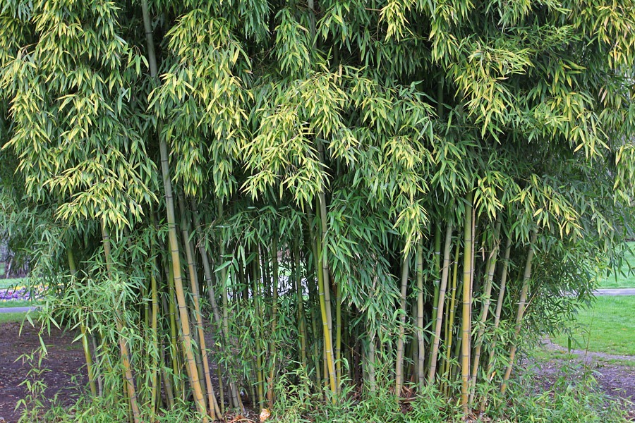 [120317_Capitol_Park_Phyllostachys-ba%255B11%255D.jpg]