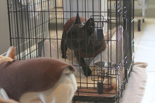 And Sharkey stays close by to keep me company, but this is only day six of thirty!