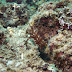 P4207941