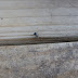 P1040104