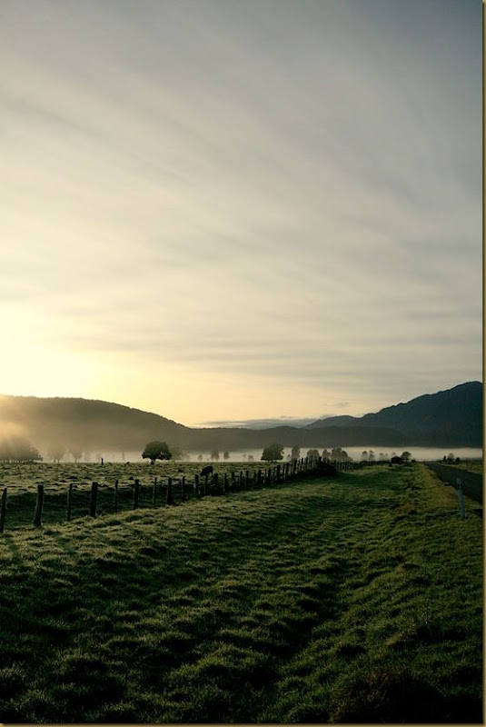 Tree field mist dawn