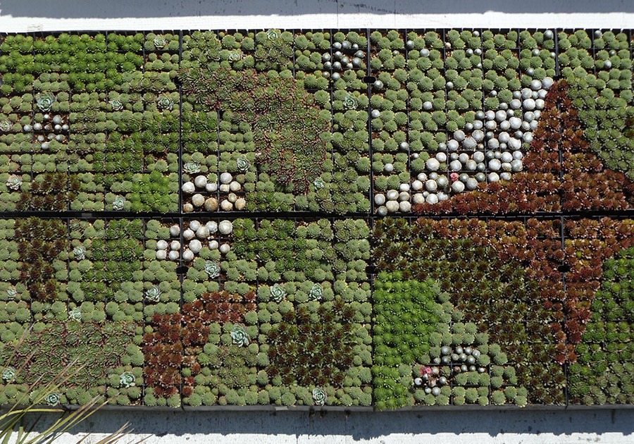[111001_succulent_gardens_164.jpg]