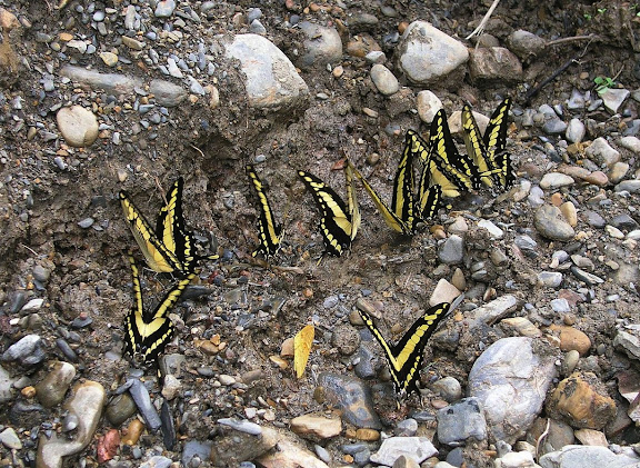 Papilio thoas cinyras MÉNÉTRIÉS, 1857. Rio Broncini (alt. 600 m) au nord-ouest de Caranavi (Bolivie), 16 janvier 2004. Photo : J. F. Christensen