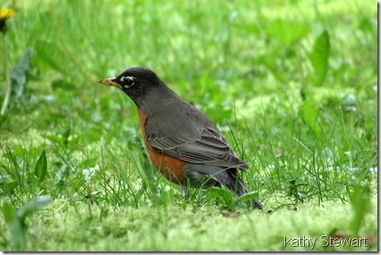 American Robin