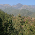 Monts Cangshan : forêt