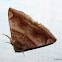 Moth (Noctuidae)