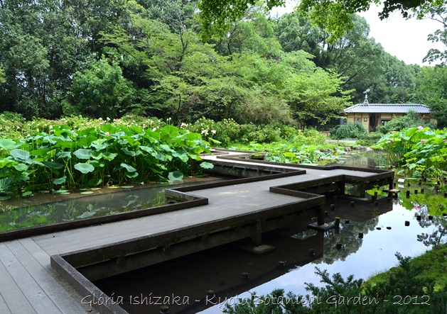 Glória Ishizaka -   Kyoto Botanical Garden 2012 - 98