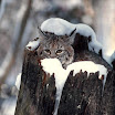lynx (11).jpg