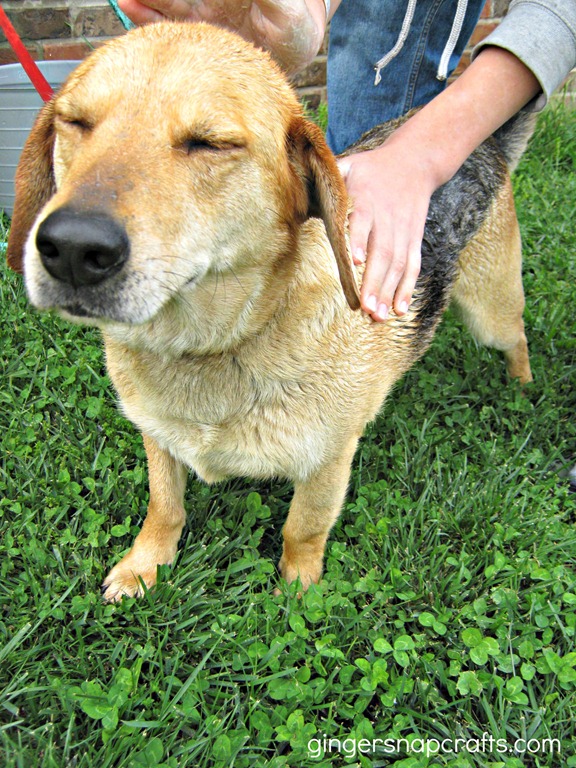 [dog-bath7.jpg]