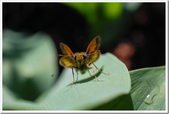 BUTTERFLY SKIPPER STANDING (4)2