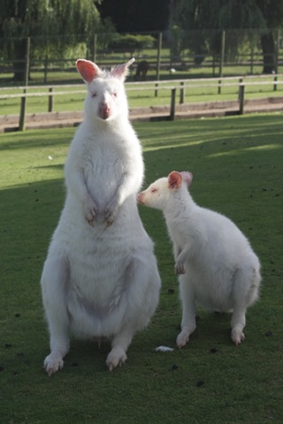 [IMG_1147%255B9%255D.jpg]