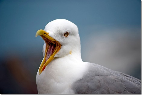 Möwe tweet Möwe tweet