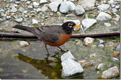 Robin with a little fish?