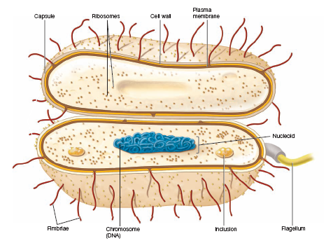 Bacterial cell morphology
