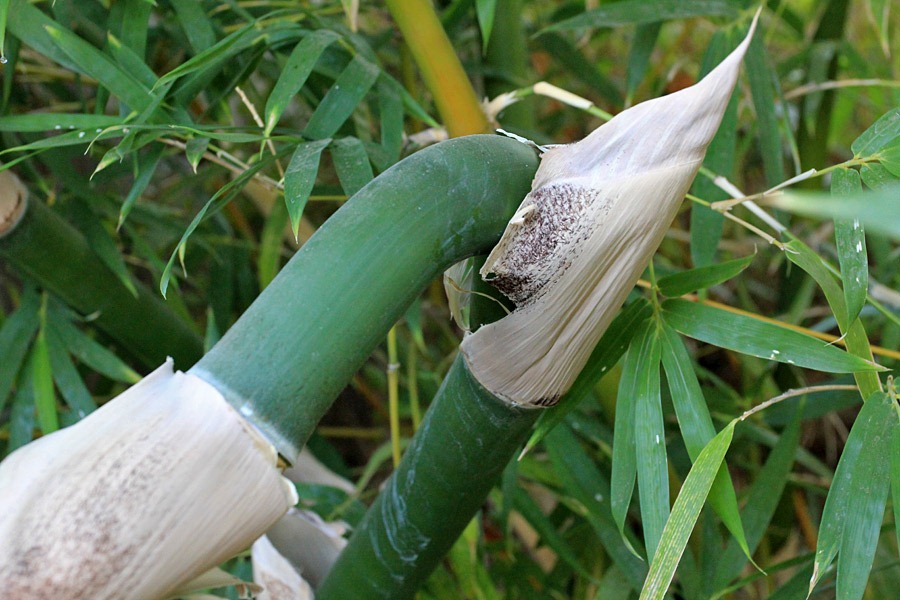 [120917_Bambusa-textilis-Mutabilis_07%255B5%255D.jpg]