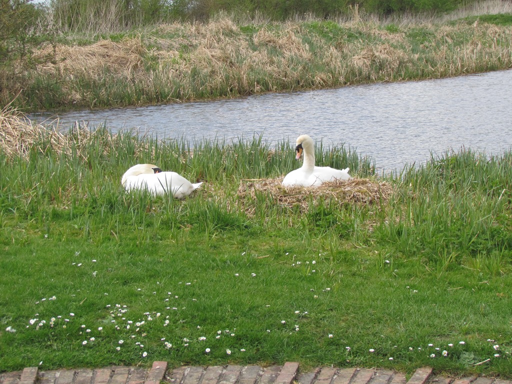 [6-Swans-nest3.jpg]