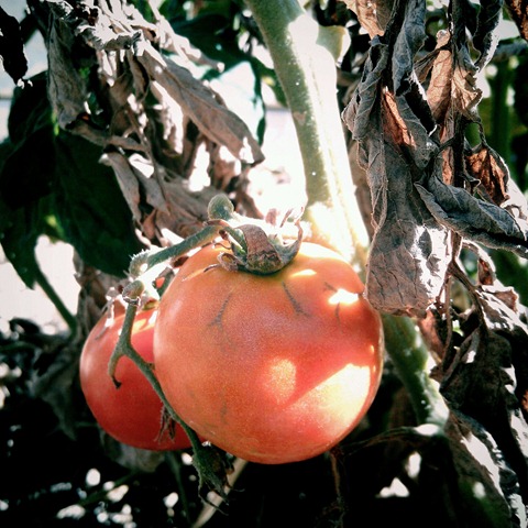 [vine%2520ripened%2520tomatoes%255B3%255D.jpg]