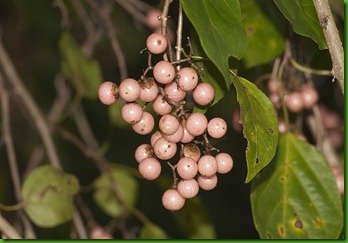 Cordia dichotoma1