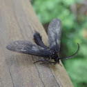 Western Grapeleaf Skeletonizer
