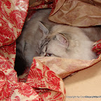 Eine kleine Erinnerung an meine Katze