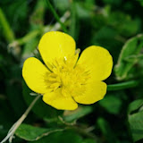 IMGP1012.JPG